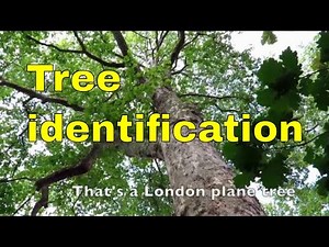 Tree identification uk
