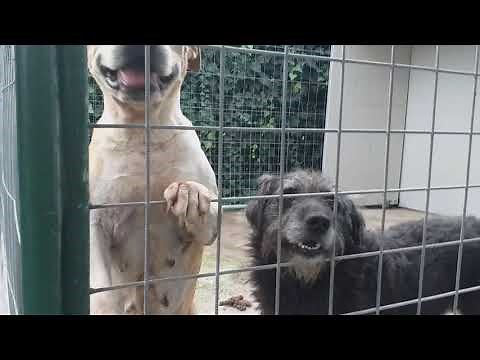 CANI DA ADOTTARE IN CANILE!!