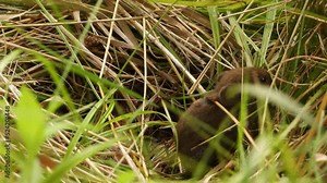A tiny field mouse comes out of the nest.