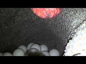 Loggerhead Turtle Laying Eggs