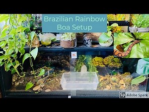 Brazilian Rainbow Boa Enclosure Setup (Bioactive)