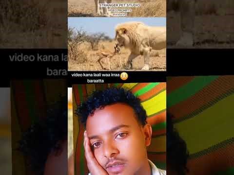 Mee lalii wayi iraa barataa