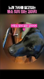 노래 가사를 아는게 틀림없는 레브라도 리트리버