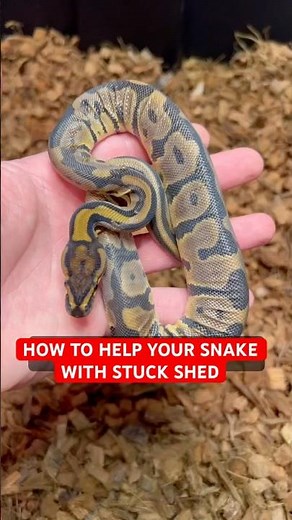 How to Help Your Ball Python With Stuck Shed in 30 Seconds🔥
