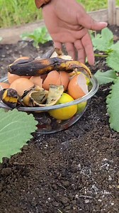 In this video, I explain why throwing organic kitchen waste directly onto the soil is a mistake and how to properly transform it into an organic compost bale that improves decomposition, microbial activity, and real nutrient availability, helping build healthier soils and stronger crops in home gardens and organic farming systems #Composting #OrganicCompost #SoilHealth #LivingSoil #OrganicFarming | MY OWN Garden