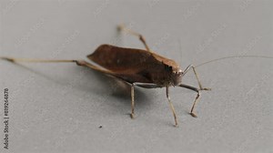 Close-up of brown leaf-footed bug standing on smooth gray surface, showcasing its thin legs and elongated body structure.