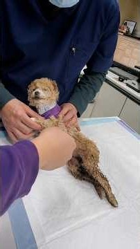 From being discarded like garbage to walking freely again—Pupu never stopped fighting! #rescue