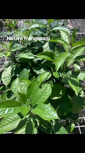 14 reactions | A quick look at just a few of our species available. | Tamworth Regional Landcare Association | Facebook