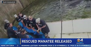 Miami Seaquarium returns rescued, rehabbed manatee back into the wild