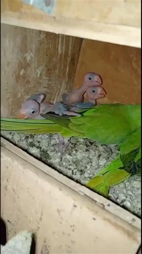 Baby parrots are available for sale in the USA.” 🦜🇺🇸 #parrotJoy#parrotFun#birdFun#birdJoy