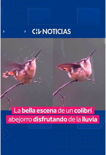 Increíble Colibrí Abejorro Disfrutando de la Lluvia y Sacudiendo sus Alas