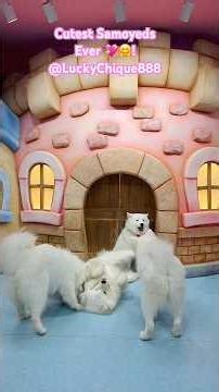 “Cutest Samoyeds Ever! 🤍 Moffu Lounge Full of Fun, Play & Smiles, Fluffy Overload “