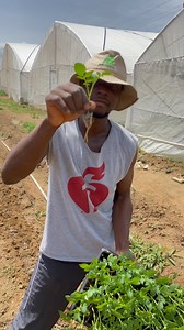 We transplanted our Irish potato seedlings 🥔 🌱!!! This seedling technique makes farming easy peasy 😊. I intend doing a small research with these potato seedlings. I transplanted 2 varieties: Juriya and Unica. I have 4 ridges for these: The first was incorporated with just Rabbit manure The second was incorporated with Rabbit manure and Organic fertilizer The third was incorporated with just organic fertilizer The last ridge was left plain. I will use the normal NPK granules on them when they’
