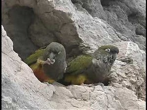 Eat Dirt? Conures Eating Soil in the Wild