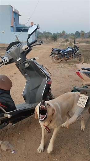Cute labrador dog barking video 💚🐕# barking #pet #puppy #shorts