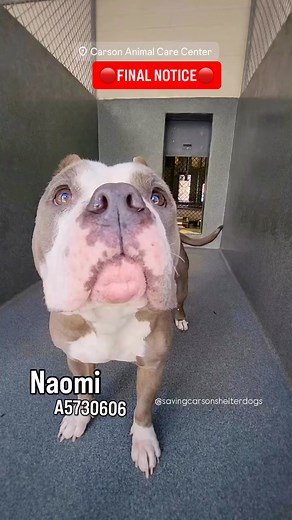 💜 Adopted 💜 🔴FINAL NOTICE🔴 ✳️NAOMI ✳️ID: #A5730606 ↩️ she was adopted and quickly returned after an incident where she ran off leash and had an incident with another dog. Beautiful Naomi is about 50 pounds. She’s five years old and she was surrendered after what it looks like being used over and over for breeding. New Assessment she was collared and leashed without issue. Before entering the yard, Naomi was muzzled as a precaution based on her previous history of animal aggression. Once insi