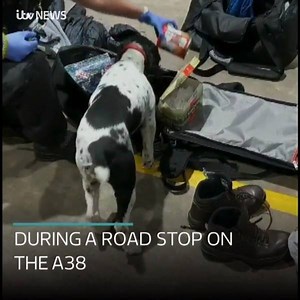 This is the moment police dog Annie from Devon Police Dog Handlers found thousand of pounds worth of drugs packed deep inside a jar full of coffee following a Road Crime Unit stop on the A38 🐶 | ITV News West Country