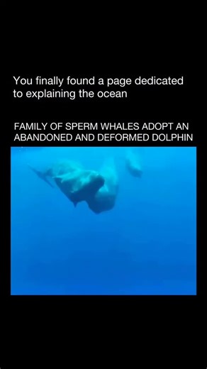 ocean secret on Instagram: "A pod of sperm whales was seen taking in an abandoned dolphin with a deformity, displaying an unusual act of cross-species kindness in the wild. via: @a1ex.wilson #sea #ocean #dolphin #whales #marineanimals #wildlife #whale"
