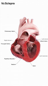 See the Human Heart in Action! 💓 Watch this stunning Unity3D animation of the human heart as it beats and pumps blood through the body. 🫀 Each chamber, valve, and artery is labeled, making it easy to understand how this vital organ works. A must-watch for medical students and professionals! 🙌 Video Credit :- To the rightful owner. The content in this video is intended for educational and informational purposes only. All rights to images, music, clips, and other materials belong to their respe