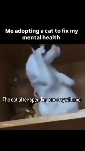 Charleyy on Instagram: "Sting (1946) is a Warner Bros. Merrie Melodies cartoon directed by Friz Freleng, featuring a mosquito army's military-style training and attack on a hapless man protected by screens, filled with wartime parody, excellent sound effects, and animation depicting mosquitoes using sardine cans as carriers against enemy swatters and insecticide, all leading to a comical, misdirected mission. A battalion of mosquitoes undergoes rigorous training, learning to combat human defense