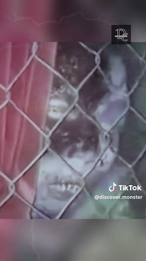 Real Life Monsters: Zombies, Medusa, and Leprechauns!