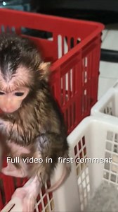 1.2K views · 12 reactions | https://www.monkeywild.info/blog/rash-on-the-buttocks-stop-diapers-temporarily-for-baby-monkeys/ | Adorable Mnkey | Facebook