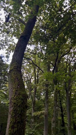 Creative Sticker Blends for Fashion Enthusiasts