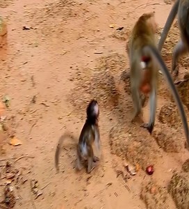 328K views · 3.3K reactions | The monkey is afraid that the mother monkey will come and steal his food. #monkey | Daily Monkey | Facebook