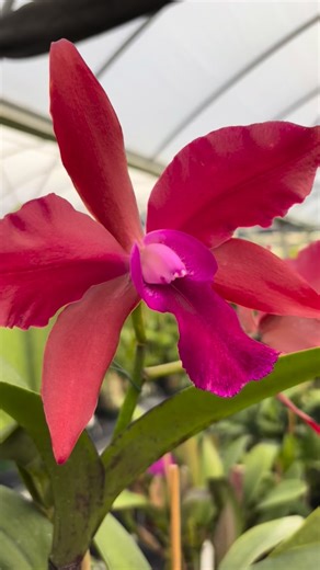 Snapshots of a few 🏷️Rlc. Palmer’s Glen blooming now. Most plants from the grex have produced flowers with red petals and a spade fuschia lip, though some have bloomed in pinker tones. The flowers here are easily 6” in spread and sweetly fragrant. #orchid #orchids #floridaorchidgrowing #cattleya #flowers #cattleyas #red #magenta #cattleyahybrid #rlc | Palmer Orchids