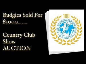 Budgie SOLD for £££££! Full Auction at Century Club Show | Budgerigar Society UK