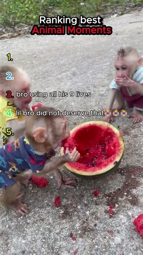 Funniest animals on camera 🔥