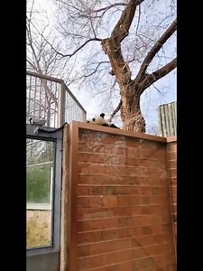 Ever seen a panda "jailbreak"?🤣🤣🤣🤣🤣 Giant #panda Meng Lan, who's getting famous of "Prison Break", will be #Yaya's neighbor in #Beijing Zoo, according to source. (Yaya would be very happy to have such a fun-loving buddy around!)🥰🥰🥰🥰🥰 (cr: douyin) | T-Time HK