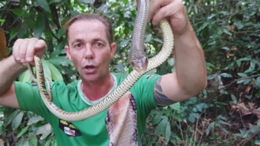 Multi-day expedition through jungle seeking rare snakes