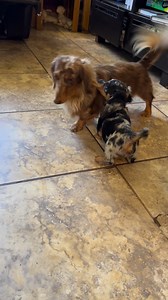 Like Father, Like Son😅😍♥️ Prometheo&Eros✨ Dachshund Long haired Chocolate&Black Merle 🌭🐾🧸🍫🍨🩶🖤 | MXL Dachshund