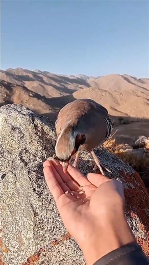 Wild partridge eating from my hand in the mountains.