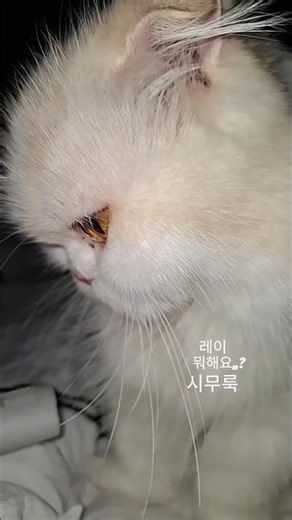 #시무룩 🤣 #뭐해요? 🫶 #레이 #cat #cutecat #삐짐