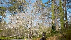 Here’s a #bloomupdate of the Cherry Blossom Trail in Wesleyan Woods.💗🌸 You can find the map of the full trail here: https://cherryblossom.com/wp-content/uploads/2023/02/2023-PrintableMap-2.pdf Visit Macon Macon Bibb County #cherryblossom #cherryblossoms #blooms #bloomingseason | Cherry Blossom Festival, Macon Georgia
