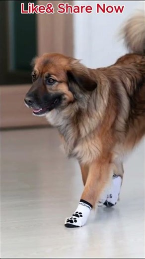 The Paw Problem Every Dog Owner Ignores #dogcare #petproducts