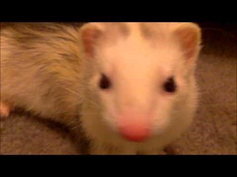 My hissing ferret..