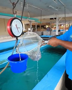 28K views · 450 reactions | I'm dumping thousands of shiners into my pond to try to see if I can get my other pet bass to eat..  | Jiggin' With Jordan | Facebook