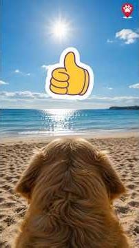 Cani in spiaggia: 5 errori che possono rovinare la giornata #animalisos #pets #cani