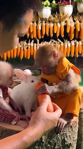 1.7K views · 26 reactions | Smart monkey feeding cute baby rabbit #reelsmonkey #monkeylala #monkeyBiBi #funnymonkey #monkeyfacebook #trendingreels #videoviral | Monkey BiBi | Facebook