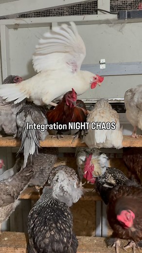 2.1K views · 1.4K reactions | He just wanted to sleep… she wanted...