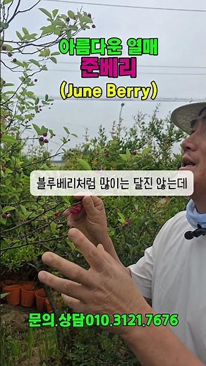아름다운 열매 준베리( June Berry)#준베리#베리#준베리나무#준베리열매#경산준베리#경산농원#경산묘목#베리나무#조경수#과실수#10대과실수