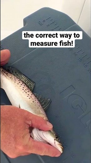 The correct way to measure fish!