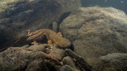 Over 100 hellbenders released into Ohio waterways as part of conservation effort