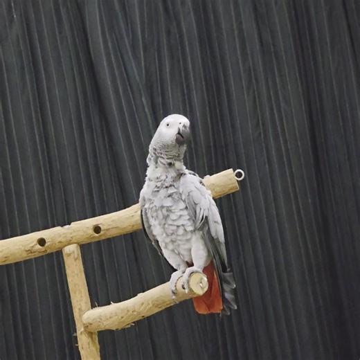Afternoon chatter with Ozzy Grey. | Ginger's Parrot Rescue