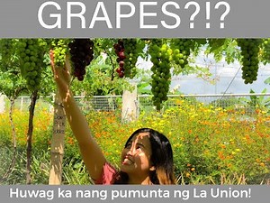 May Grapes Farm sa Pampanga! | The Millennial Farmer PH