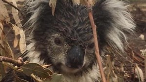 Horrific ‘koala massacre’ to be investigated