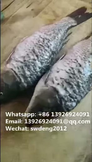 Hello River Brand Electric Dryer Fish Drying Oven Industrial Marine Fish Dehydrator Machine